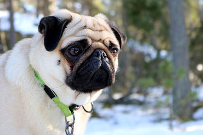 Close-up portrait of a dog