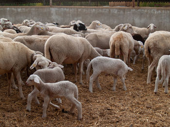 Sheep grazing in a field