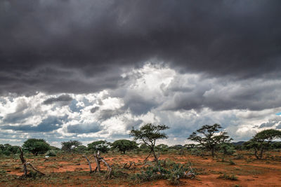 Trees on field against cloudy sky