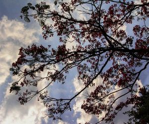 Low angle view of tree against cloudy sky