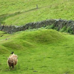 Grass grazing on grassy field