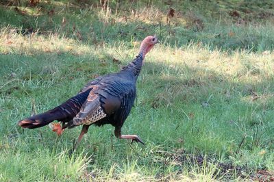 Side view of a bird on field