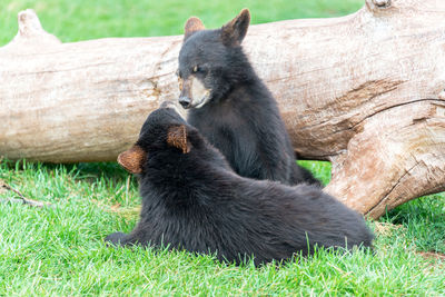 Bear cubs playing on grassy field by log at black hills