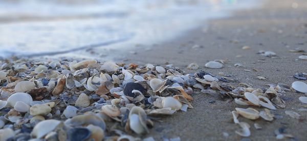 Close-up of shells on shore