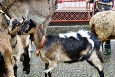 Goats on street
