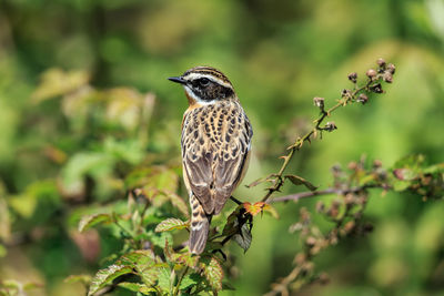 Close-up of bird perching on branch