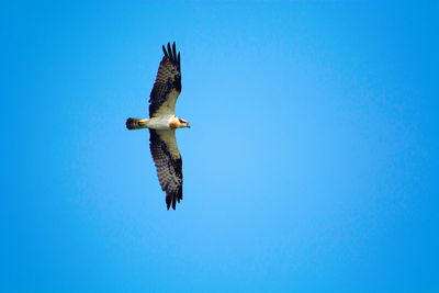 Low angle view of eagle flying against clear blue sky