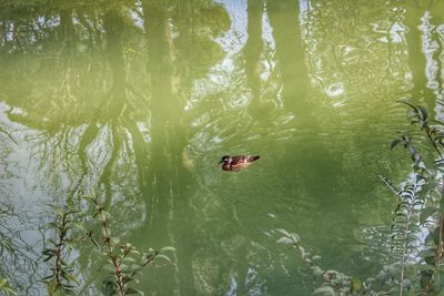 High angle view of ducks swimming in lake