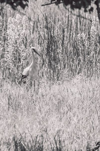 Side view of a bird on field