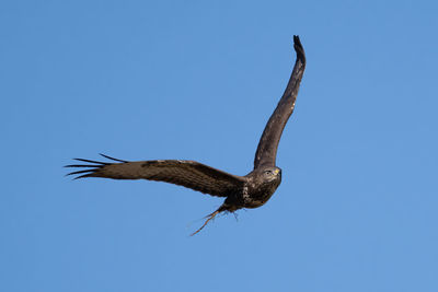 Low angle view of bird flying against clear blue sky