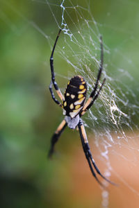 Close-up of spider on web