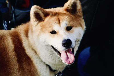 Close-up of dog looking away