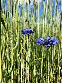 Close-up of purple flowering plant on field