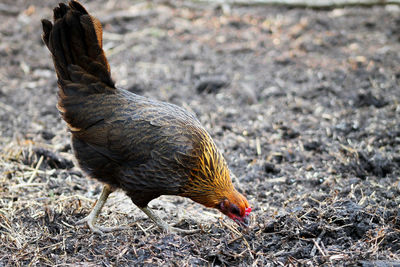 Close-up of rooster on field