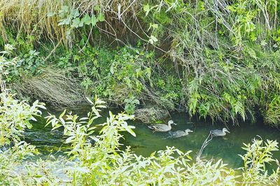 Plants growing in swamp