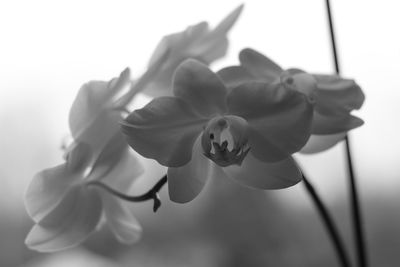 Close-up of flowering plant