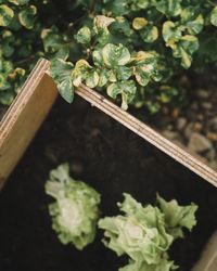 High angle view of fresh green plant