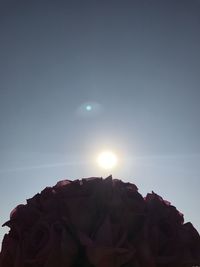 Low angle view of rose against clear sky