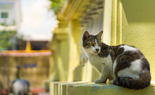 Portrait of cat sitting outdoors