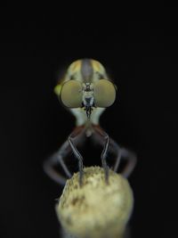 macro photography