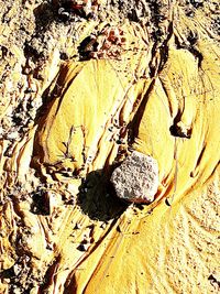 Close-up of tree stump