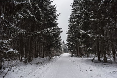 Snow covered pine trees in forest