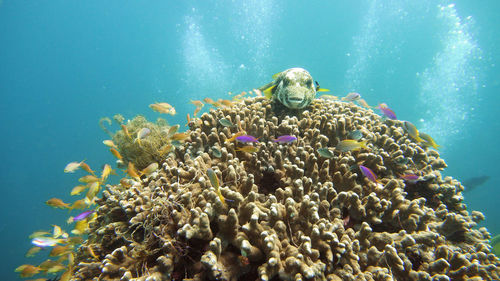 Tropical fishes and coral reef at diving. underwater world with corals and tropical fishes.