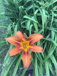 Close-up of orange flowering plant