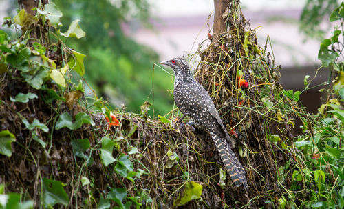 View of a lizard on tree