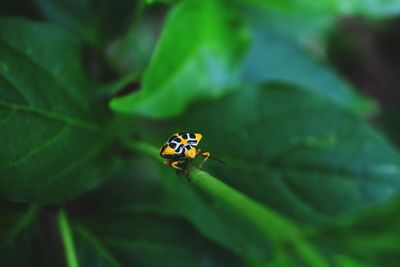 Close-up of ladybug on leaf