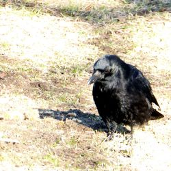 Black dog on field