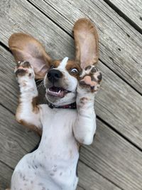 Oh-no bassett puppy ears
