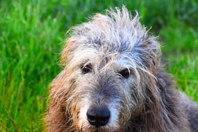 Close-up portrait of a dog