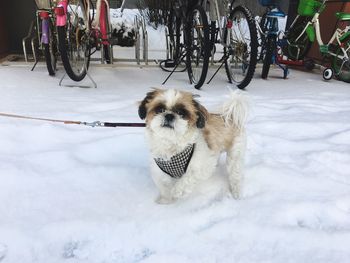 Dog sitting on bicycle during winter