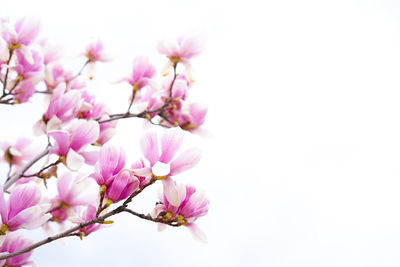 Blooming magnolia tree in spring on pastel sky background, copy space