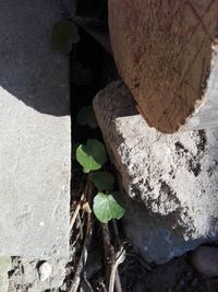 High angle view of plant by wall