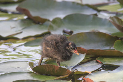 Close-up of bird in lake