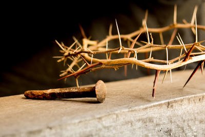 Close-up of grasshopper on table