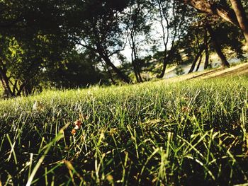 Grass growing on field