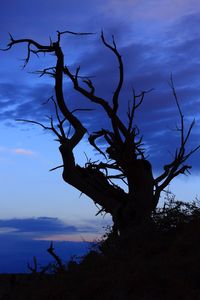 Low angle view of bare tree against sky