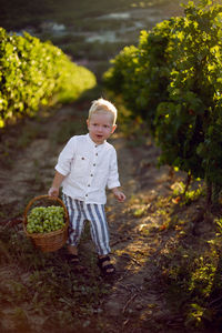Boy child blonde at sunset carries a basket of green grapes in the vineyard