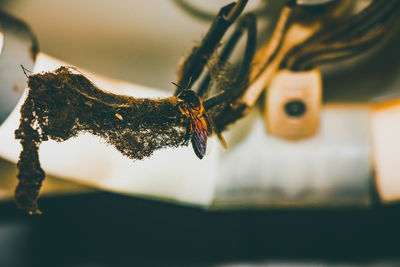 Close-up of butterfly