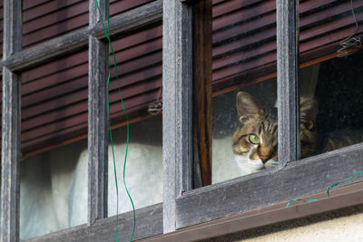 Low angle view of cat on window