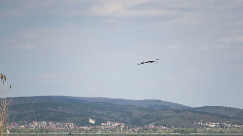 Bird flying over mountains against sky