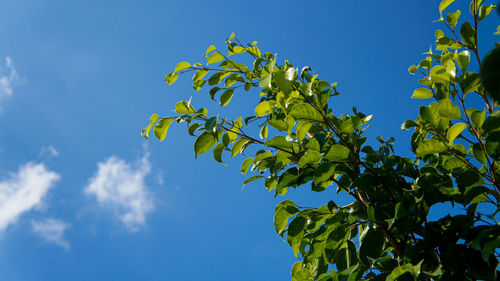 Low angle view of tree against blue sky