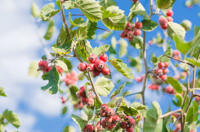 Close-up of red berries growing on tree