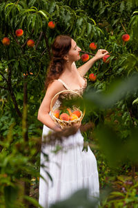 A beautiful full-length woman in a dress collects peaches in a basket in the summer garden