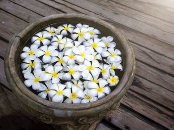 Close-up high angle view of white flowers