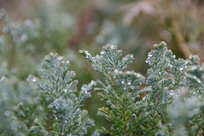 Close-up of frozen plants during winter