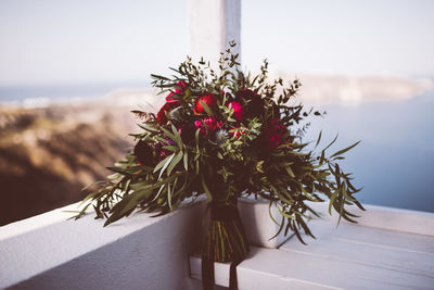 Close-up of plant against sea